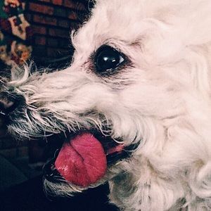 Meet your Posher, Shannon